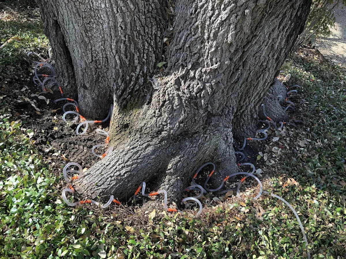 Detailed Tree Cabling and Bracing job site in Marianna