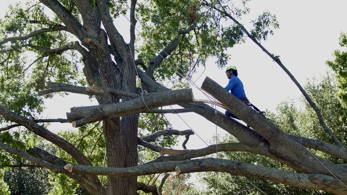 Professional Crown Thinning performed by certified arborists in Marianna